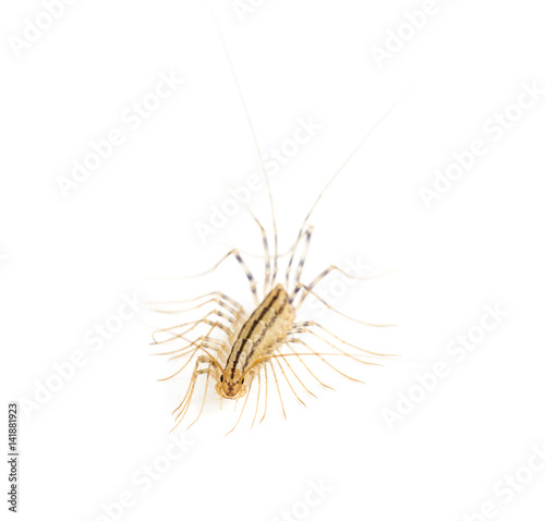 Yellowish-grey centipede, isolated on white