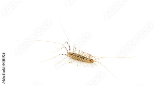 Yellowish-grey centipede, isolated on white