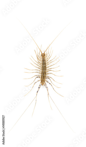 Yellowish-grey centipede, isolated on white © Eric Isselée