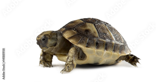 New born turtle, isolated on white