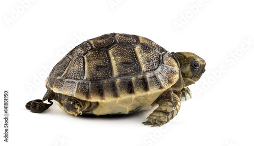 New born turtle defecating, isolated on white