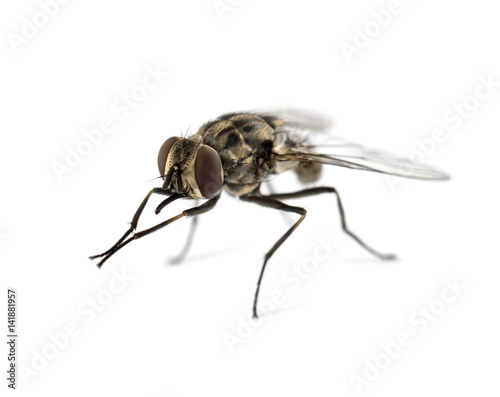 Common housefly , isolated on white © Eric Isselée