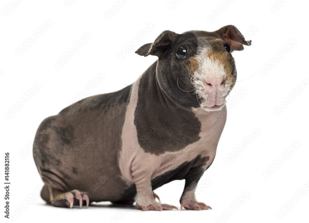 Hairless guinea pig , isolated on white