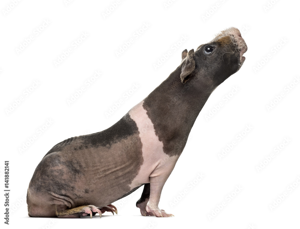 Fototapeta premium Side view of a hairless guinea pig stretching the head , isolated on white