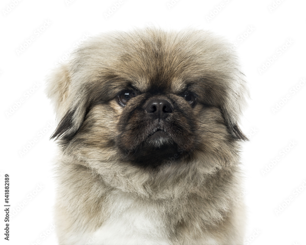 Close-up of a Pekingese, 3 years old , isolated on white