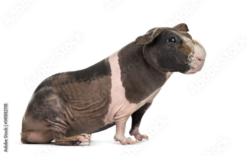 Hairless guinea pig   isolated on white