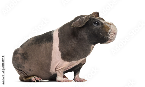 Side view of hairless guinea pig, isolated on white © Eric Isselée