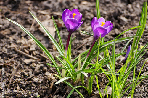 Spring purple crocuses.