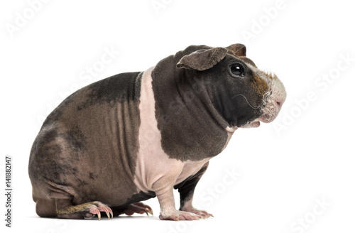Side view of hairless guinea pig, isolated on white © Eric Isselée