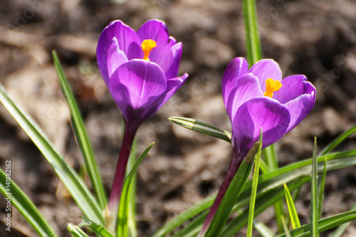 Spring purple crocuses.