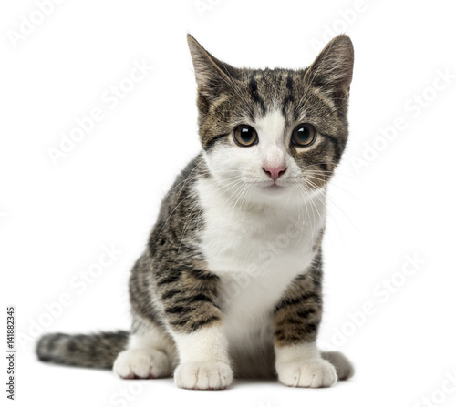 Fototapeta Naklejka Na Ścianę i Meble -  kitten domestic cat sitting, 3 months old , isolated on white