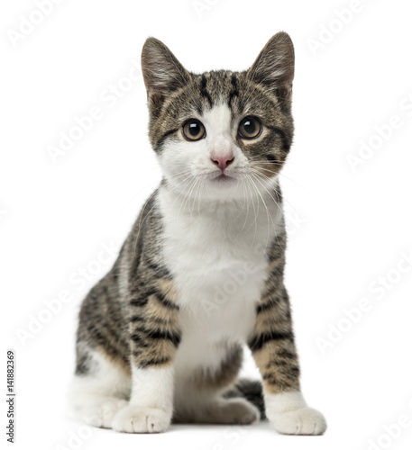 Fototapeta Naklejka Na Ścianę i Meble -  kitten domestic cat sitting, 3 months old , isolated on white