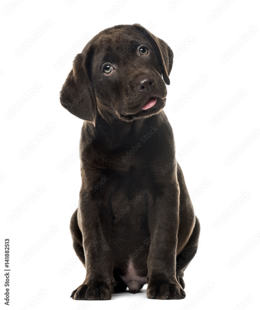 Puppy chocolate Labrador Retriever sitting, 3 months old , isolated on white