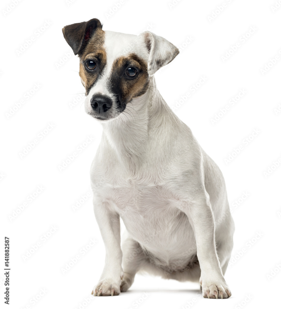 Jack Russell Terrier sitting, 11 months old , isolated on white