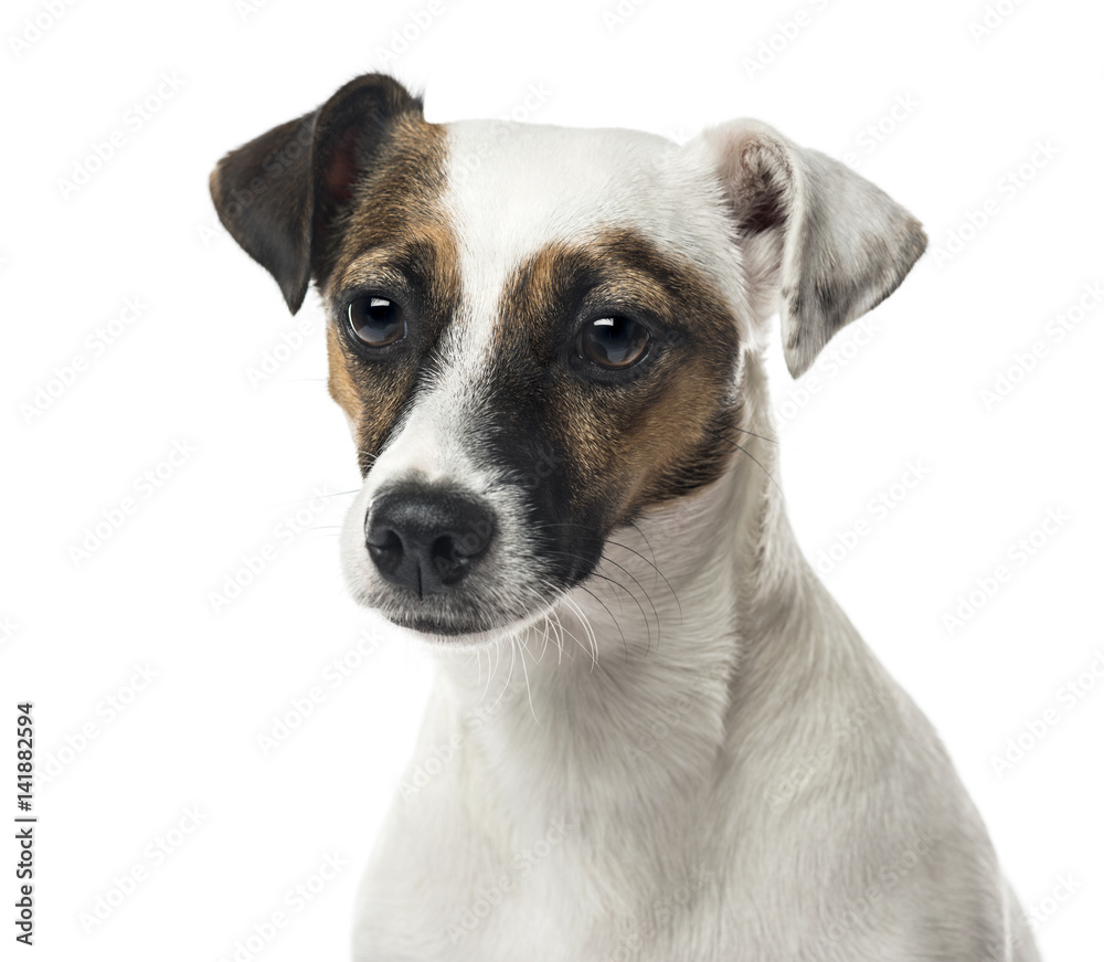Close-up of a Jack Russell terrier, isolated on white