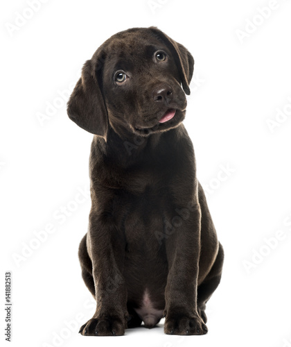 Puppy chocolate Labrador Retriever sitting  3 months old   isolated on white