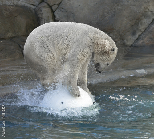 Polar bear on white ball in water