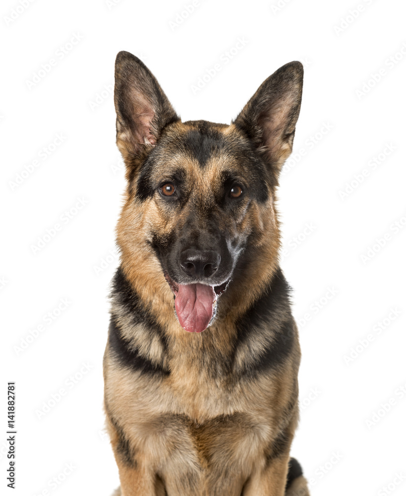 A German shepherd panting, isolated on white