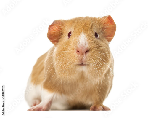 Guinea pig standing , isolated on white