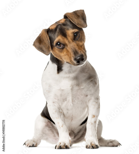Jack Russell Terrier sitting , isolated on white