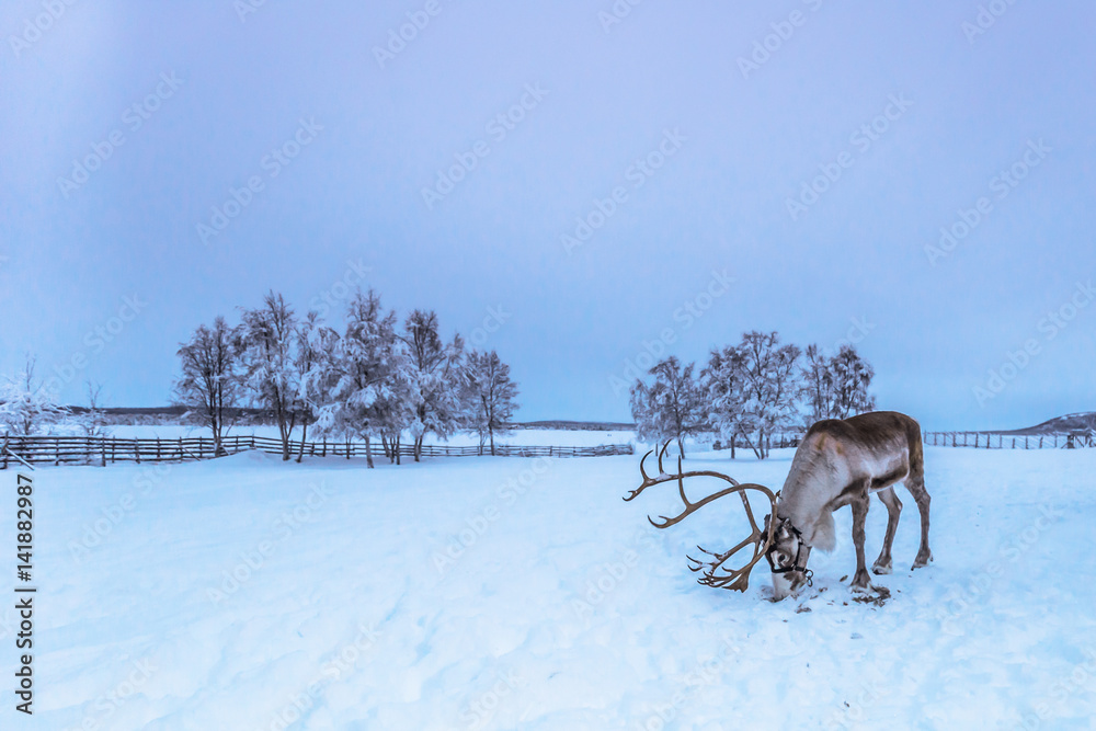 Obraz premium Lapland, Sweden - January 31, 2014: Lone reindeer in Jukkasjarvi, Sweden