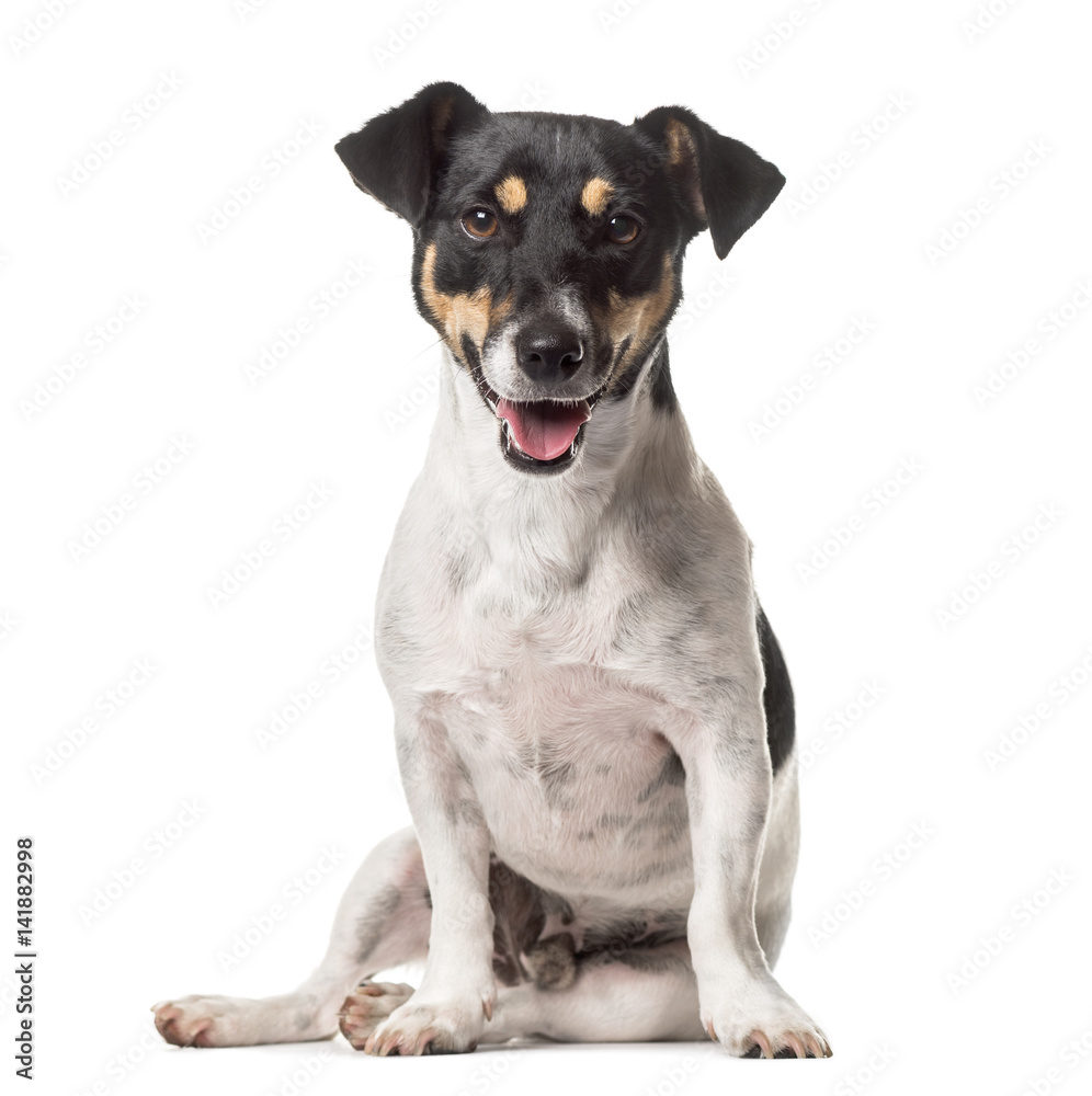 A Jack Russell sitting with mouth open, isolated on white