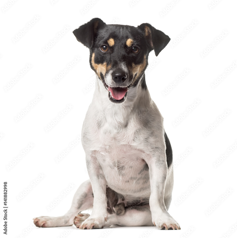 A Jack Russell sitting with mouth open, isolated on white A Jack Russell sitting with mouth open, isolated on white