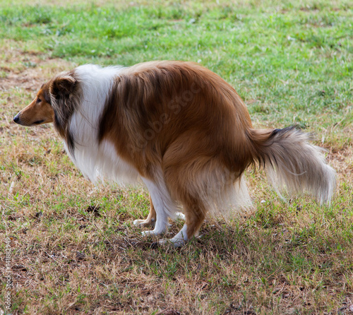 Rough collie(dog) is shitting on the grass because of diarrhea