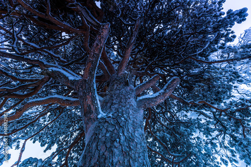 Lapland, Sweden - January 31, 2014: Giant tree in Jukkasjarvi, Sweden photo