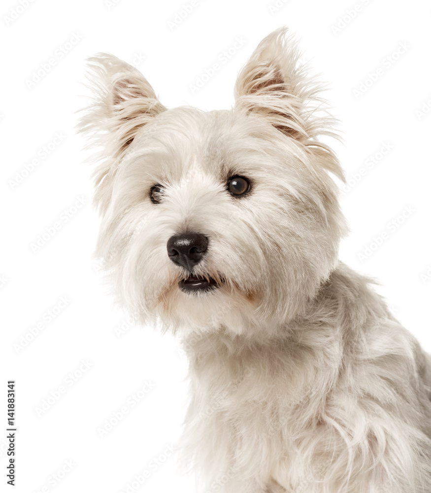 Close-up of a white west highland terrier , isolated on white