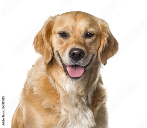 Close-up of a golden Retriever panting , isolated on white