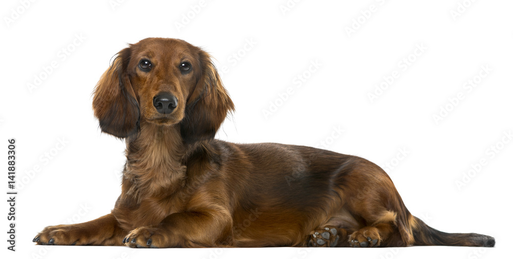 Puppy Dachshund lying, 6 months old , isolated on white