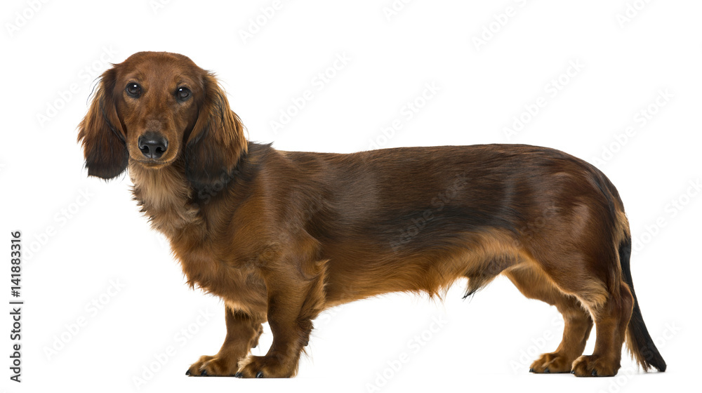 Side view of a Dachshund puppy, isolated on white, 6 months old