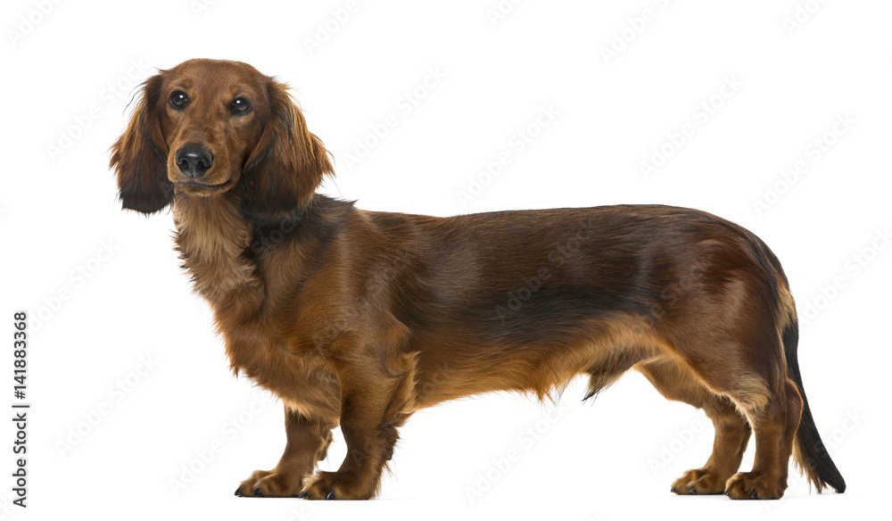 Puppy Dachshund standing, 6 months old , isolated on white
