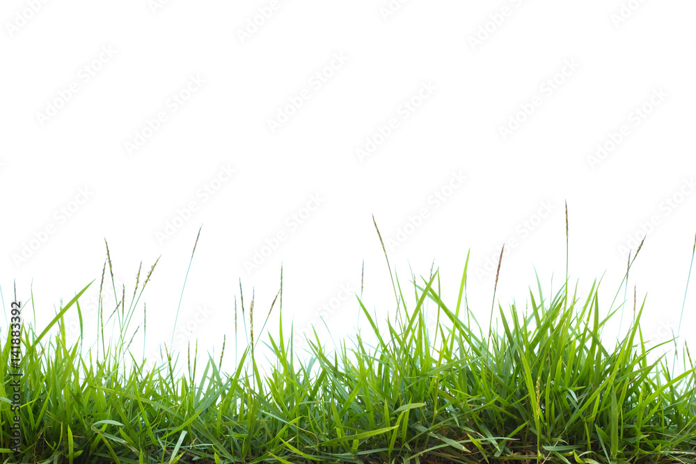 Fototapeta premium green grass on white background