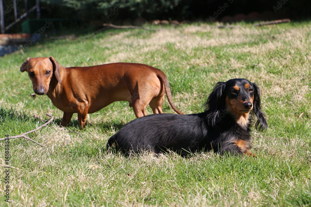 Two Dachshunds Dogs in Grass