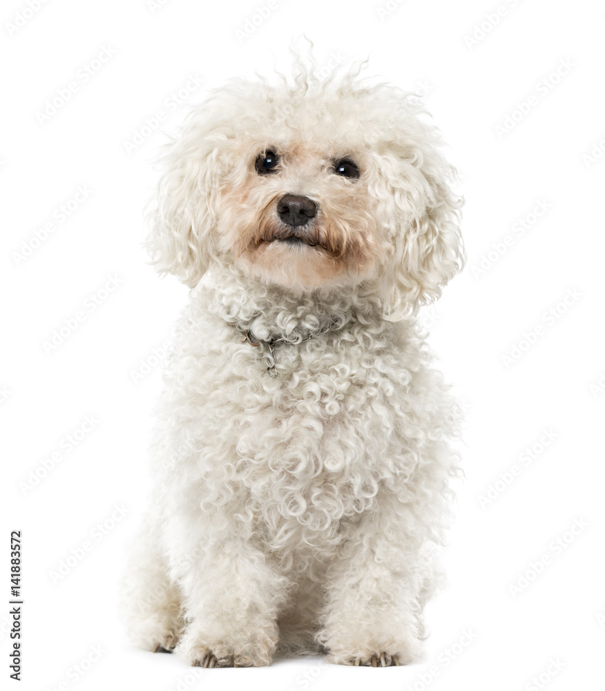 Bichon Frisé sitting, isolated on white, 9 years old Bichon Frisé sitting, isolated on white, 9 years old