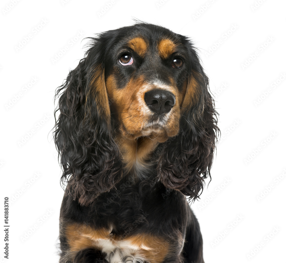Close-up of a thoughtful English Cocker Spaniel , isolated on wh Close-up of a thoughtful English Cocker Spaniel , isolated on wh