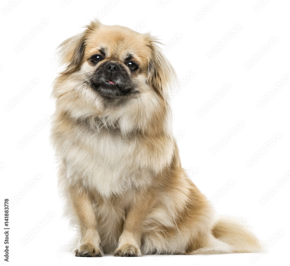 Tibetan Spaniel sitting, 2 years old , isolated on white Tibetan Spaniel sitting, 2 years old , isolated on white