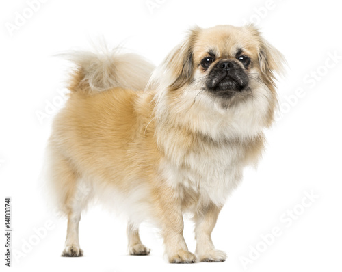 Slika na platnu Tibetan Spaniel standing, isolated on white, 2 years old