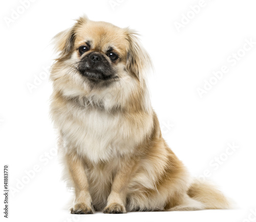 Εκτύπωση καμβά Tibetan Spaniel sitting, 2 years old , isolated on white