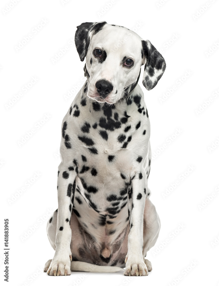 Dalmatian sitting, isolated on white (5 years old)