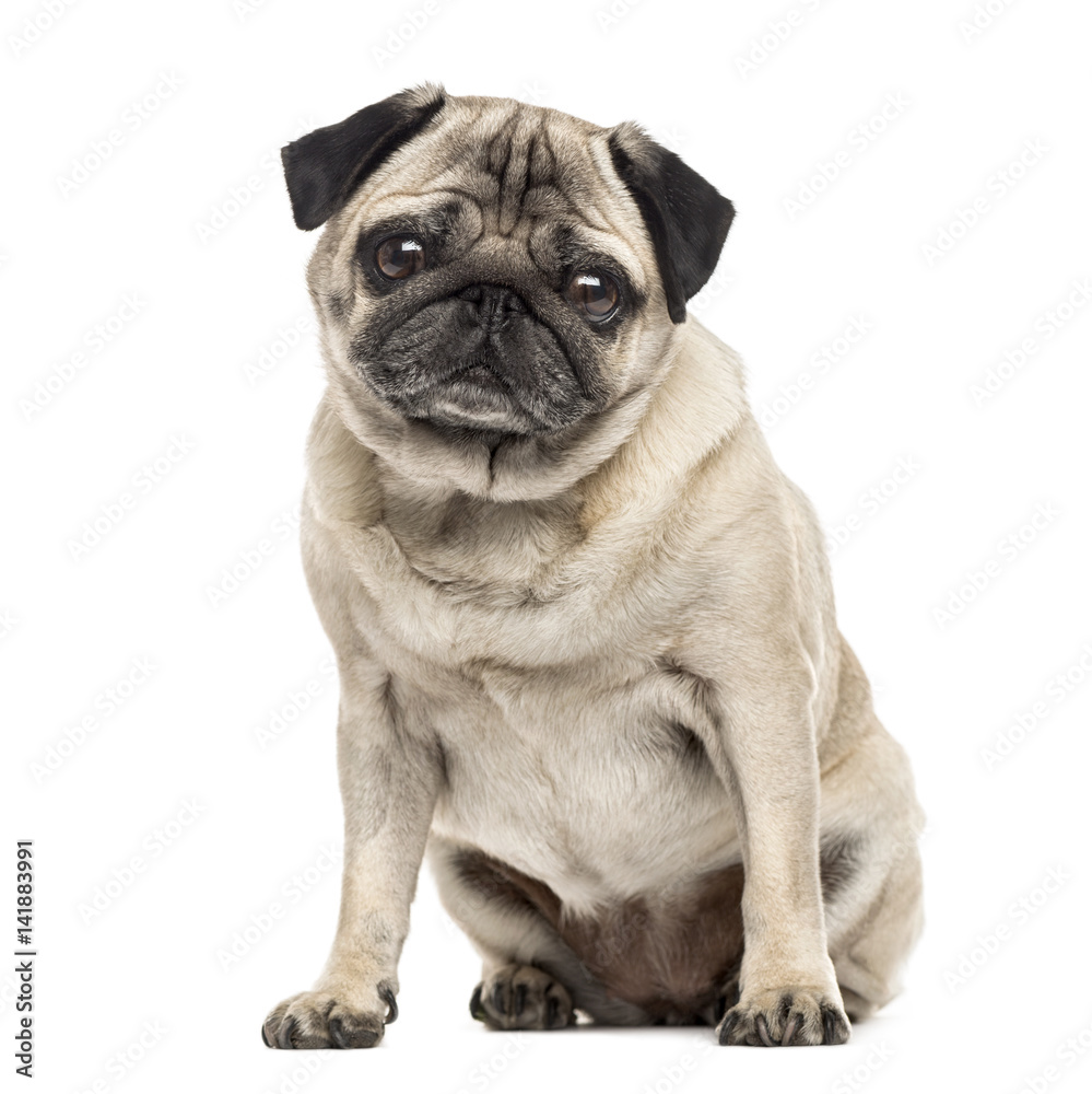 Pug sitting, 6 years old , isolated on white Pug sitting, 6 years old , isolated on white