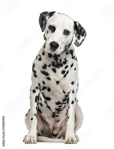 Dalmatian sitting, isolated on white (5 years old)