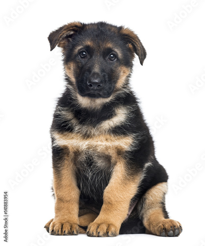 Puppy German Shepherd Dog sitting, 2 months old , isolated on wh