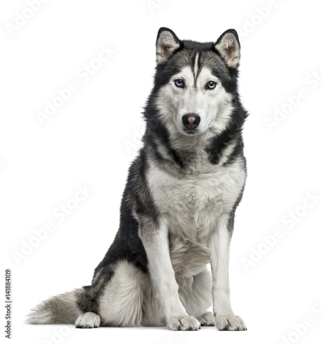 Siberian Husky sitting  4 years old   isolated on white