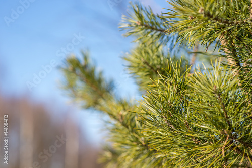 branch spruce pine in the sky