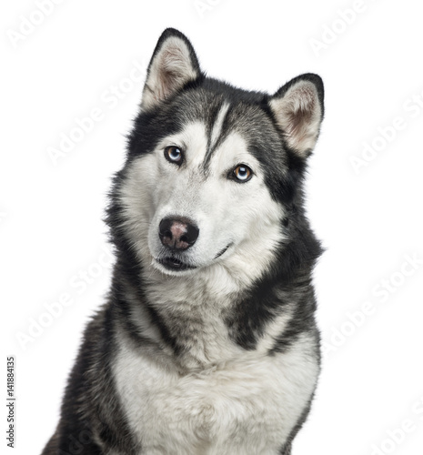 Close-up of a Siberian Husky  4 years old   isolated on white