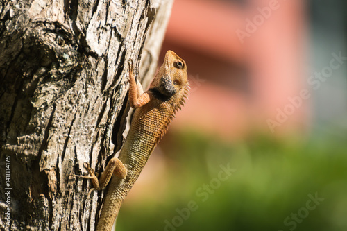 Orange lizard perched on a branch of tree © Suttisak