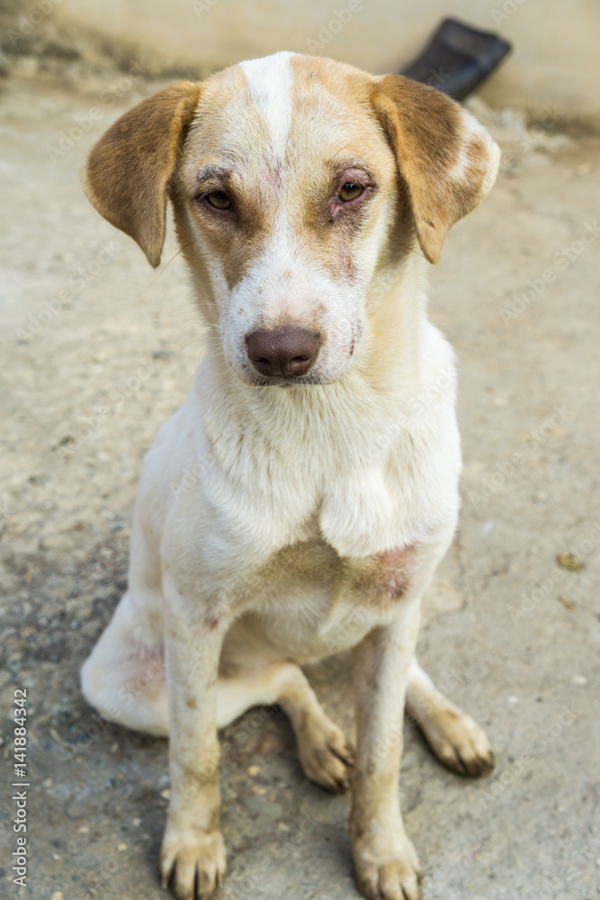 Traditional Thai lonely dog outdoor Traditional Thai lonely dog outdoor